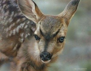   Deer Fawn Baby Limited Edition Print Carl Brenders Like Bateman