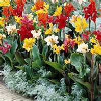 Canna Lily Flower Bulbs Mix Colors 10 Bulbs Plants Garden