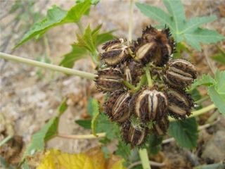 80 Castor Bean Seeds Ricinus communis Bulk