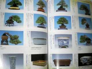  Care Pruning Japanese Pine Bonsai Pot Tree Tool Photo 
