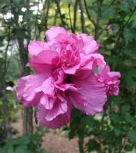 Double Carnation Pink Rose of Sharon 2 ft Tall $9 50