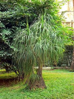 Red Ponytail Palm 15 Seeds Beaucarnea Guatemalensis