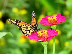 Butterfly Farming Raising Moths Farm Framing Flowers cd Monarch Insect 