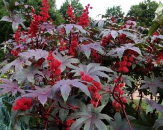 Castor Bean Zanzi Palm Seeds   Attractive Plant with Huge Leaves