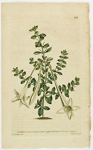 1791 Antique Curtis Botanical Print 131 Lily Thorn Catesbaea Spinosa 
