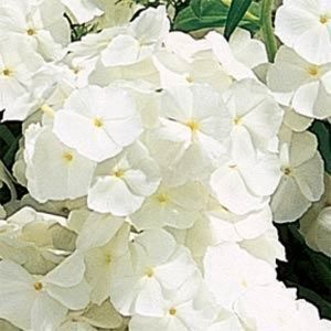 280 Phlox 21st Century White Live Flowering Plants