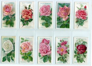 Complete Set of Fifty 99 Year Old Rose Painting Cards