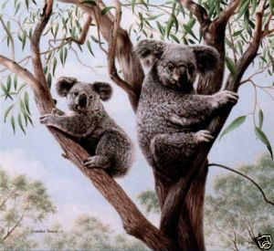 Charles Frace s N Print Ambassadors Koalas Animals