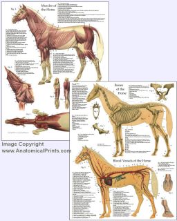 Equine Horse Anatomy Chart Muscles, Skeleton and Vascular Systems