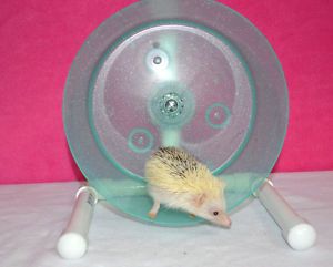   Carolina Storm Bucket Wheel Hedgehog Wheel Exercise Wheel