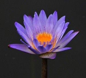 10 Seeds Chinese Blue Lotus Flower Seed Beautiful Aquatic Plants 
