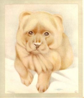  Cute Baby Dogs by Detmold 1914 The Chow Chow