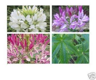 Cleome Queen Mix Spider Flower 300mg Seeds