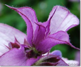 Fragrant Clary Sage Salvia Sclarea V Turkestanica Seeds