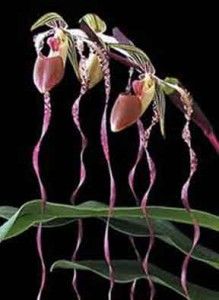 Paphiopedilum Sanderiana Glory x Raven Cliff Orchid