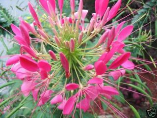Cleome Rose Queen Spider Flower 200mg Seeds Sale