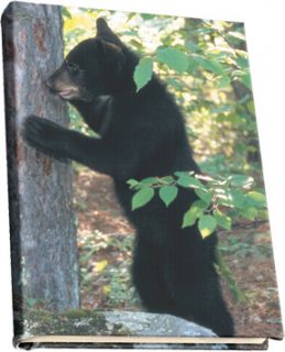 Bear Cub Cute Book Covers Stretch Fabric Washable