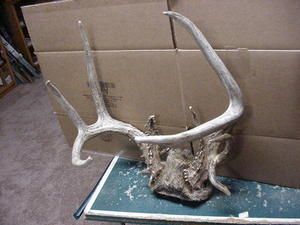 10 point whitetail deer antlers with drop tine point 