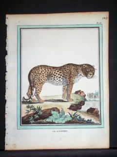 Buffon 1749 83 Handcolored Engraving 125 Leopard