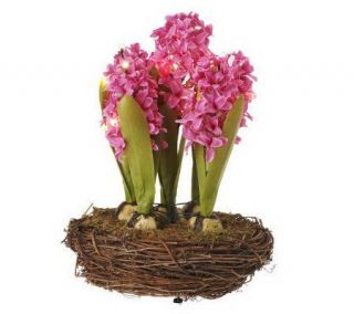 Bethlehem Lights 13.5 Hyacinth in Birds Nest With Timer —