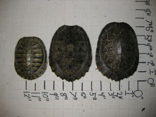 Turtle shells Ouachita Map, Red eared Slider, Eastern River Cooter G19