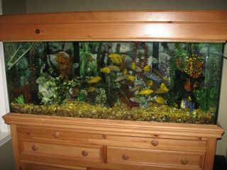Complete 75 Gallon Fish Tank and Stand Set Up