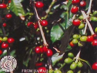  Hawaiian Kona Coffee Arabica Plant Seeds
