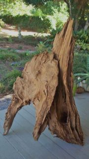  Driftwood 2014 Cypress Premium RARE Piece