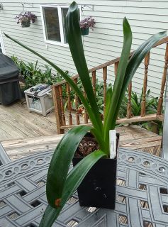 Conways Abigail Offset Pup Clivia Plant