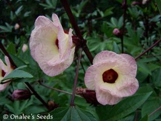 24+ Roselle, Rosella, Florida Cranberry Jamaican Sorrel Hibiscus Seeds