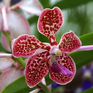 Seedling Vanda Amy Glynn Creekmur x V densoniana Orchid Plant