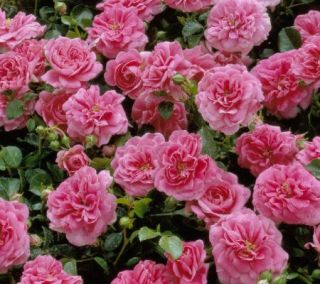 Cottage Farms Weeping Pink Cascade Rose Tree —