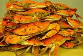 Dozen Maryland Steamed Jumbo Crabs Chesapeake Bay Bluecrabs Fresh
