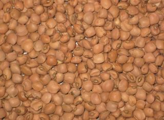 Top Pick Brown Crowder Southern Pea Vigna Unguiculata Seeds