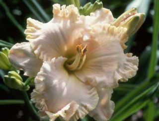 Spacecoast Cream Supreme DF L5C Kinnebrew 02 DAYLILY