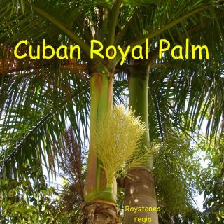 Cuban Royal Palm Tree 12 Seedings Roystonea Regia Promo Special Enjoy