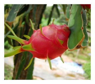 Cottage Farms Thai Dragon Fruit Deco Kit —