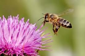 Wildflower Honey Bee Mix 1000 Seeds Bird Food Flowers