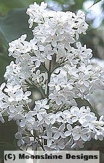  growing shrub with dark green foliage. Used commonly for hedges