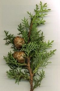 Italian Cypress Tree Cupressus Sempervirens Seeds ES 52