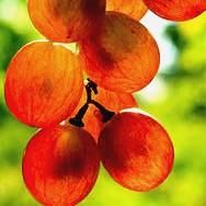GIANT RED DRAGON Grapes~ 10 Stratified SEEDS~ ORGANIC,SWEET JAM, WINE