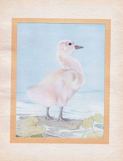 Young Cygnet Bird Wildlife Birds Vintage Print 1919