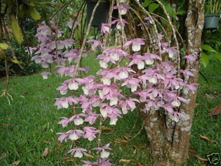  Dendrobium Primulinum de Leon