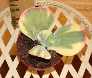 VARIEGATED Kalanchoe Paddle Plant Desert Cabbage in 3 Pot NEWLY POTTED