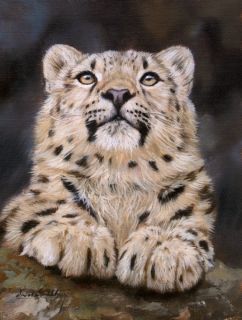 Snow Leopard New David Stribbling Wildlife Oil Painting