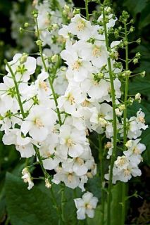  White Bride Flower Seeds Deer Resistant Perernnial Great Gift