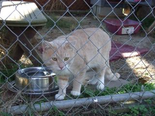Cat PHOTO HELP New Kitty Rescue Shelter LITTER cat food PLEASE LOOK