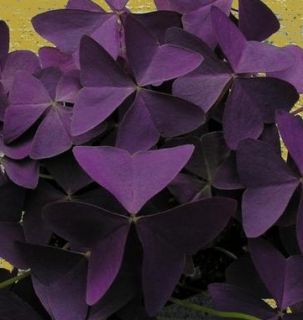 Oxalis Regnellii Triangularis Purple Shamrock Liveplant