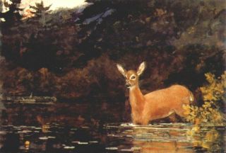 Canvas Giclee ACEO Print Solitude Deer in River Landscape