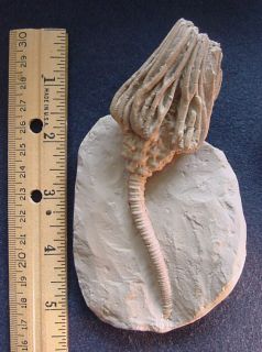museum quality cast of fossil crinoid sea lily species actinocrinites